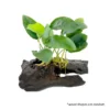 70b38dc874d19ba53bfc808569420baa.webp Aquarium Live Aqua Plants On Wood Anubias Nana Java Fern Windelov with driftwood Easy Care Waterplants