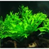 8d2ae2fe08bd63844012e3a468a6269d.webp Aquarium Live Aqua Plants On Wood Anubias Nana Java Fern Windelov with driftwood Easy Care Waterplants