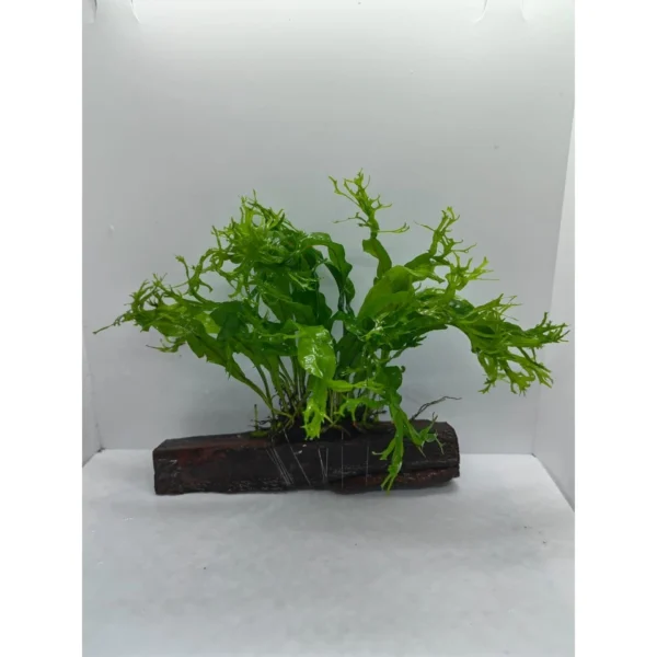 de422074d482f4cb0cce1bba66c1a09a.webp Aquarium Live Aqua Plants On Wood Anubias Nana Java Fern Windelov with driftwood Easy Care Waterplants