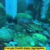 Algaecide Algae Moss Removal Agent Clear Green Water For Aquarium Fish Tank Pond