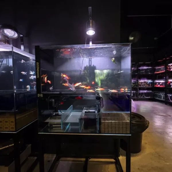 my-11134233-7rasj-m87i9x77qeps96.webp Amazon Soil 1L 3L Aquarium Water Plant Soil Water Grass Mud Aquascape Fish Tank Soil