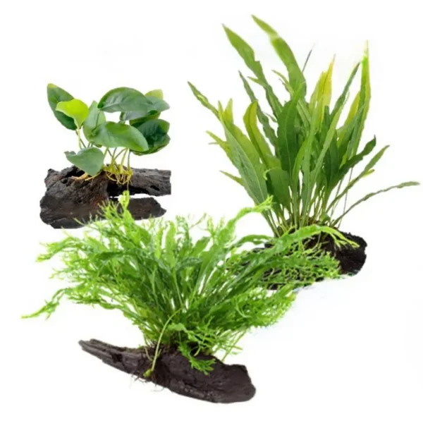 sg-11134253-824gw-merlnaajtvk285.webp Aquarium Live Aqua Plants On Wood Anubias Nana Java Fern Windelov with driftwood Easy Care Waterplants